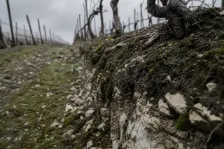 Exposed chalk between vine rows in a wintery vineyard of Montagne de Reims, with moss and dormant vines under an overcast sky