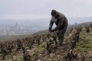 Champagne vigneron pruning vines on a wintry hillside under grey sky, village of Aÿ in the mist, showing chalky soil
