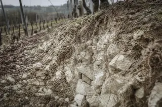 Champagne grower pruning vines on a gray winter hillside with visible chalk and dormant vineyard rows