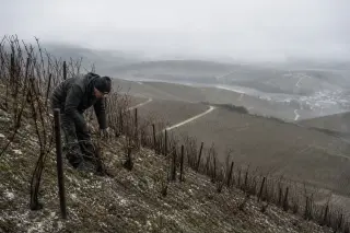 Champagne winegrower pruning vines on a wintery, chalky hillside under a heavy grey sky