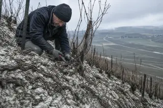 Champagne grower pruning vines on a chalky hillside under a grey winter sky, with the landscape showing subtle green-grey tones and a sense of cold diligence.