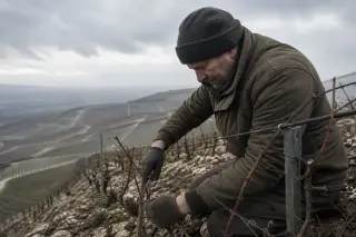 Vigneron pruning Pinot Noir vines on a chalky hillside vineyard in winter under an overcast sky, with visible vine roots and subdued colors.