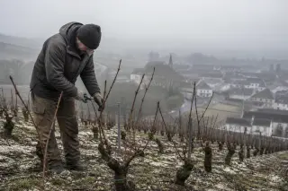 Champenois vigneron pruning dormant vines on a chilly hillside under a grey sky, with exposed chalky soil and muted winter colors.
