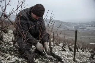 Champagne vineyard in winter with a winegrower pruning vines on a frosty hill under a pale sky, displaying exposed chalky soil and dormant vines.