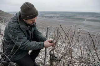 Vigneron prunes dormant vines on a steep chalky Champagne hillside under a cold grey winter sky, with frost and visible chalk in the soil.